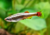 2cm White Cloud Minnows