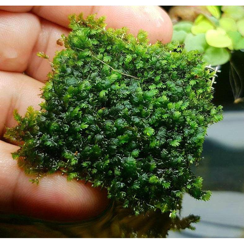 Fissidens Mini Nobilis Rare Aquatic Aquarium moss for sale