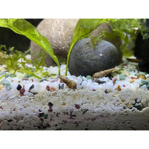 Malaysian trumpet snail algae cleaner 