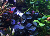 Bucephalandra Pandora