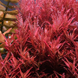 Rotala Blood red Beginner aquarium plant