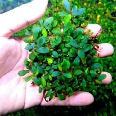 水草 Bucephalandra Mini Melawi. Mini Bilindae Bucephalandra Sp. Mini Melawi - Australian Buce Plant For Sale