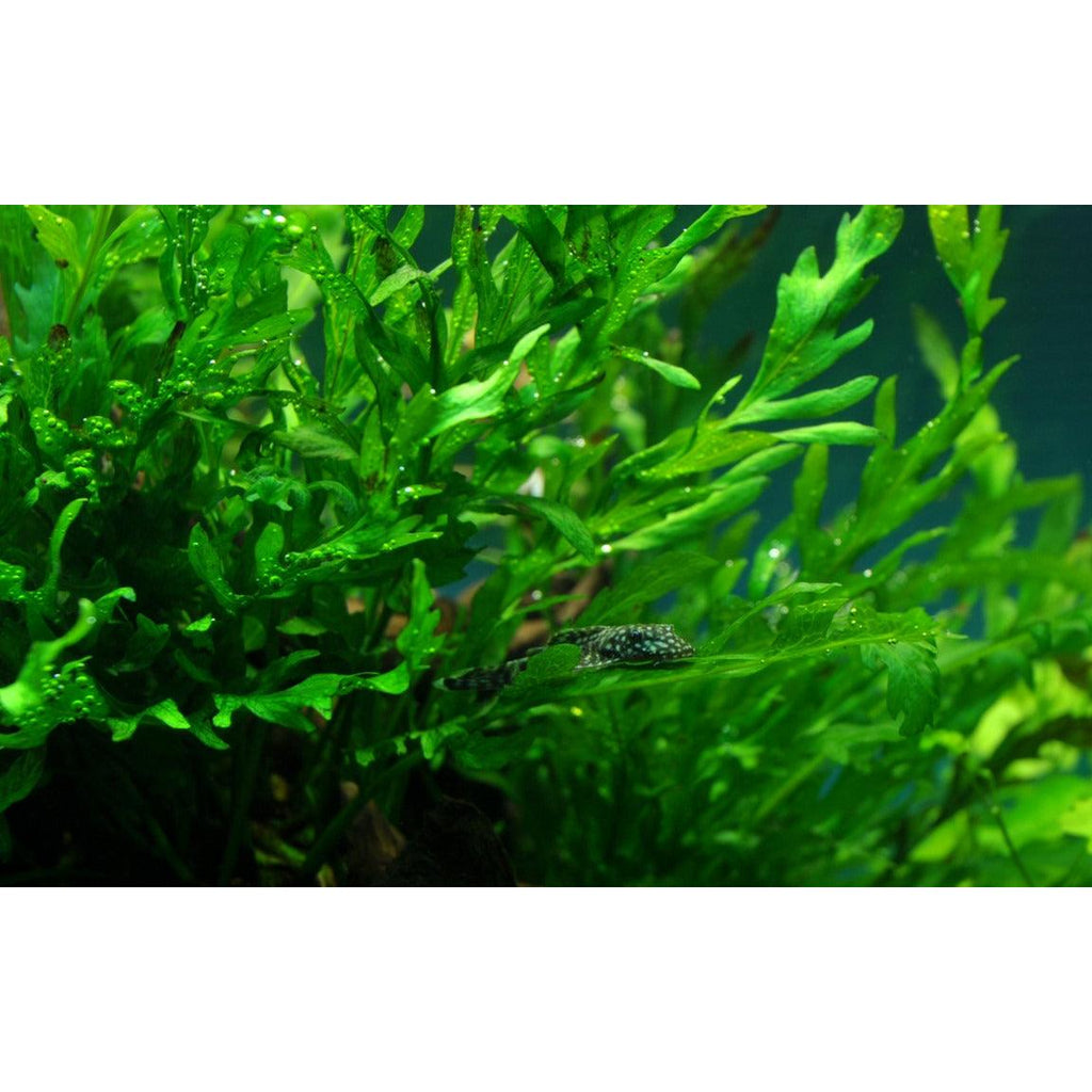 Bolbitis heudelotii beginner aquarium plant