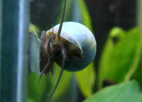 Blue Mystery Snail Juveniles