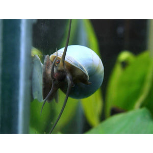 Blue Mystery Snail Juveniles for sale