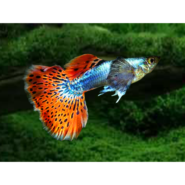 Dumbo Ear Mosaic Guppy fish for sale
