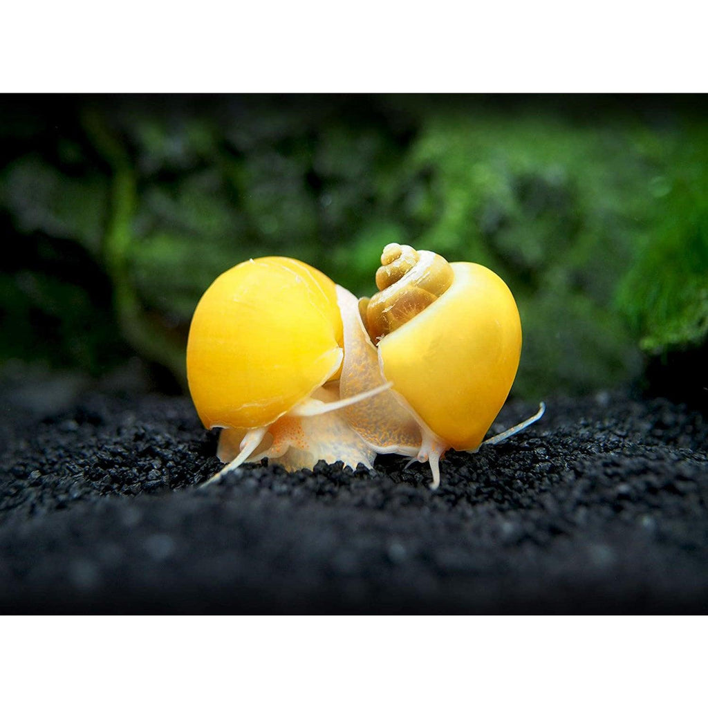 Golden Mystery Snail Juveniles For Sale