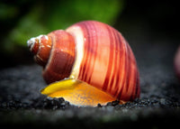 Magenta Mystery Snail Juveniles