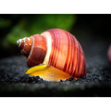 Magenta Mystery Snail Juveniles for sale