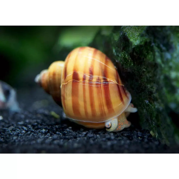 Chestnut Fish Chestnut Mystery Snail Fish Tank Cleaners For Sale