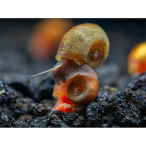 Leopard Ramshorn Snail
