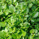 Water Cress Edible Pond Plant