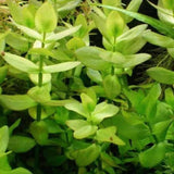 Bacopa Caroliniana 