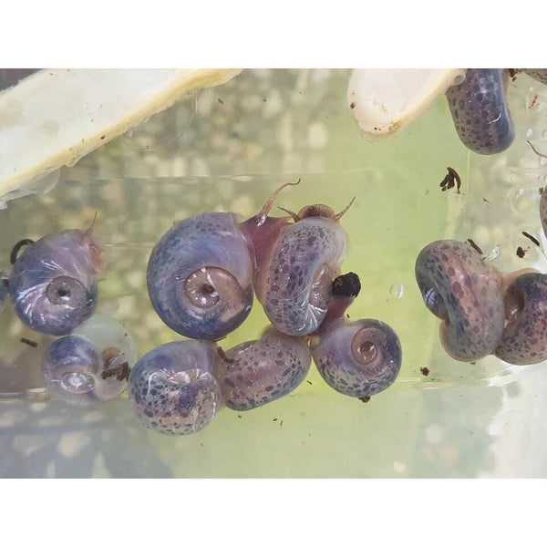 Blue Leopard Ramshorn Snail For Sale