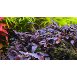 Bucephalandra Brownie Red Aquarium Plant For Sale