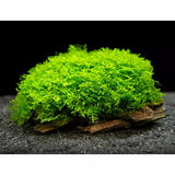 Riccardia Chamedryfolia 'Mini Pellia' for sale