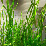 Corkscrew Val live aquarium plant Decor for sale