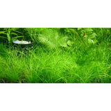 dwarf hair grass fish tank carpet plant for sale