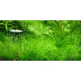 Dwarf Hairgrass