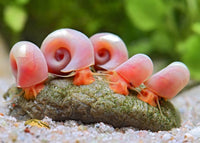Pink Ramshorn Snail