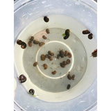 ramshorn snails grazing tank cleaners for sale