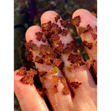 Red Azolla Live Floating Fern For Sale
