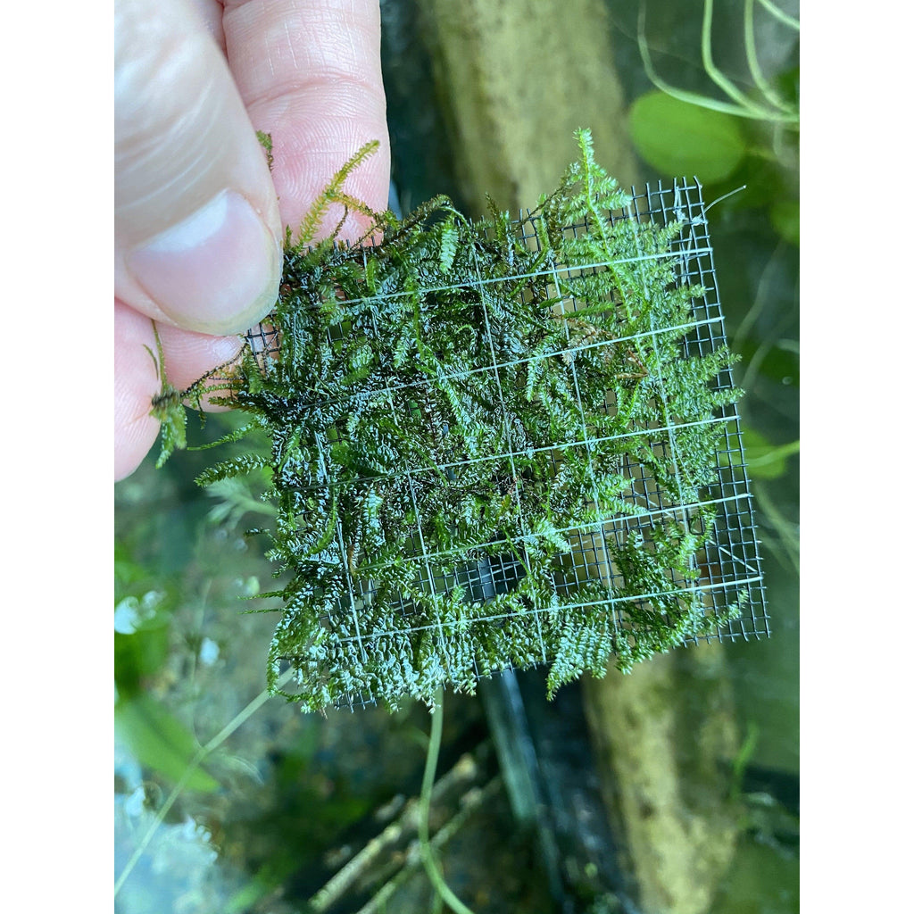 Taiwan moss "Taxiphyllum Alternans" for sale