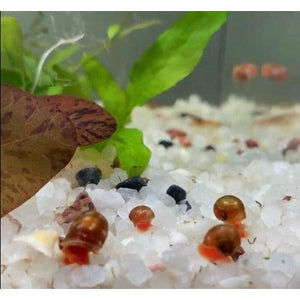 Red Ramshorn Snail - Aquafy aquatic shop