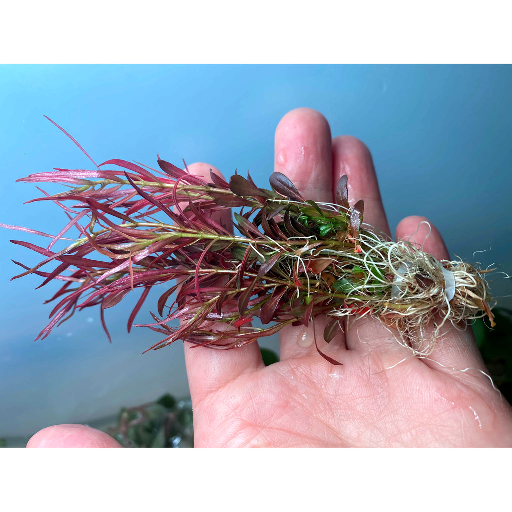 Needle Leaf Ludwigia aquarium plant for sale