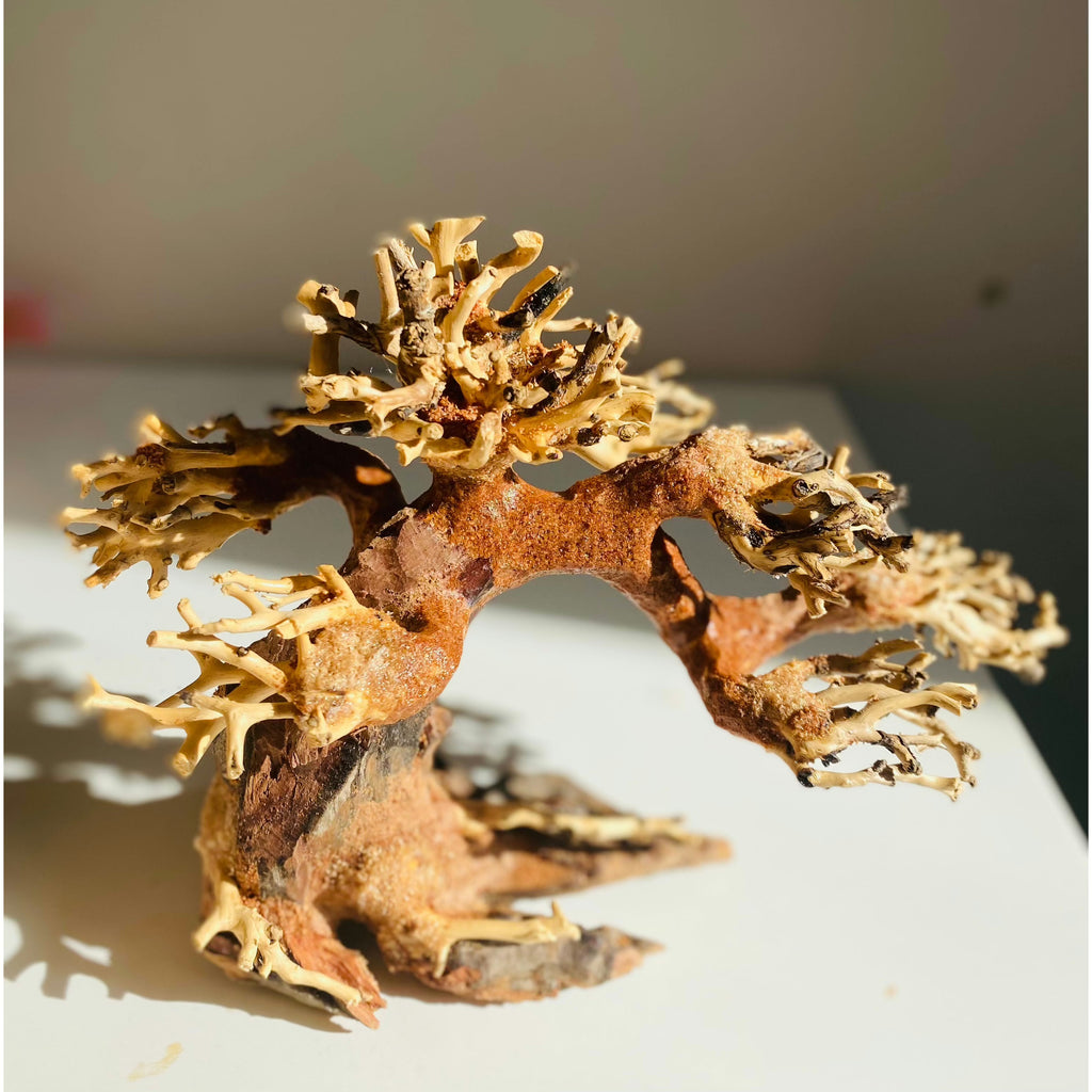 bonsai tree driftwood for aquarium Aquarium Driftwood Bonsai Tree Aquascaping Australia