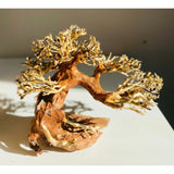 Aquascaping Aquatic Bonsai Tree Driftwood for sale