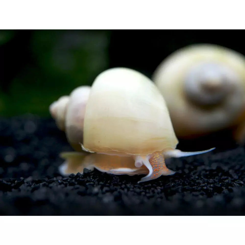 Ivory Mystery Snail Juveniles For Sale