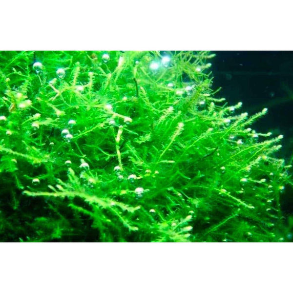 Java Moss For Sale | Buy Java Moss | Aquafy