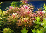 Limnophila Aromatica