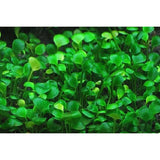 Marsilea Hirsuta in aquarium 