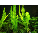 needle leaf java fern aquatic fish tank plant for sale