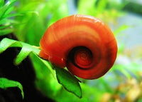 Red Ramshorn Snail