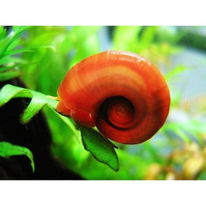 Red Ramshorn Snail - Aquafy aquatic shop