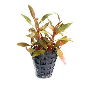 Alteranthera