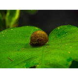 ramshorn snail grazing algae on plant for sale