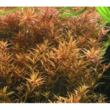 Rotala Rotundifolia