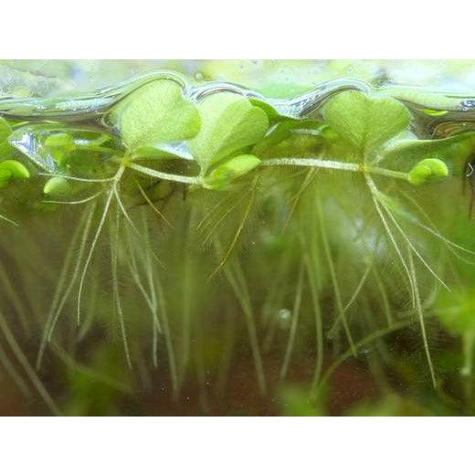 Water Spangles Easy Beginner Aquatic Plant For Sale
