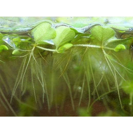 Salvinia Minima Live Aquatic Floating Plant For Sale Salvinia Minima Live Aquatic Floating Plant For Sale