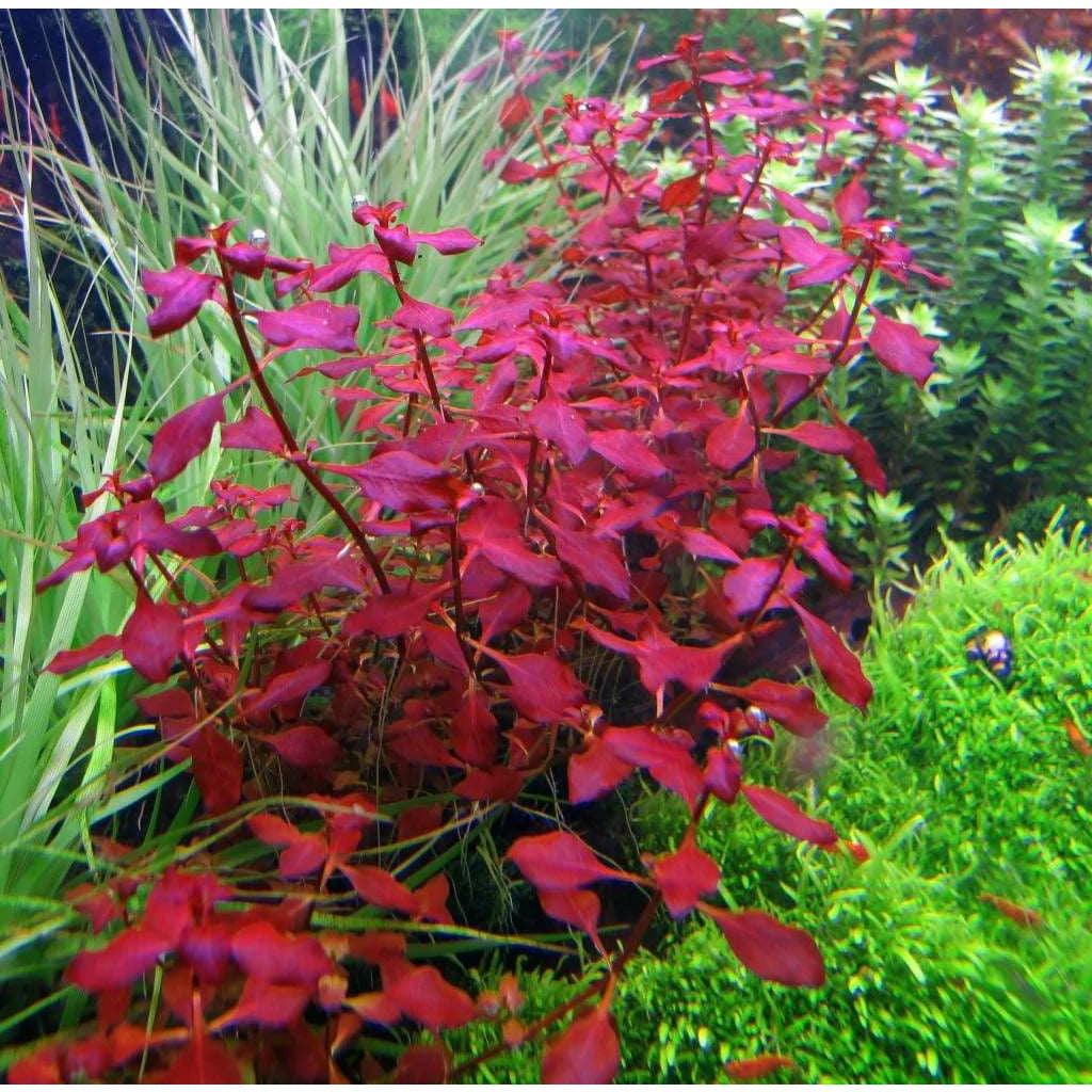 Ludwigia Palustris Super red aquarium plant for sale