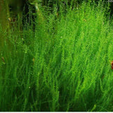 Stringy Moss "Leptodictyum Riparium" - Aquafy aquatic shop