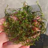 Flame Moss Live Aquatic rare moss for sale
