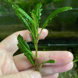 Hygrophila pinnatifid stem aquatic plant