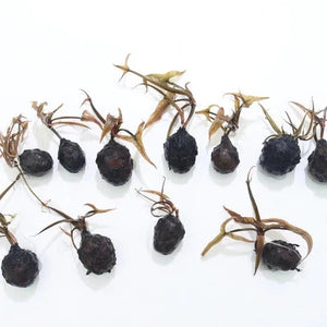 Red tiger lotus easy aquarium plant for sale