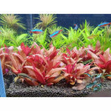 Alternanthera aquarium plants