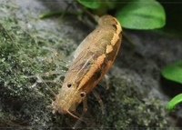Amano Shrimp